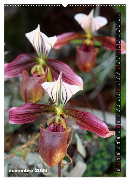 Produktbild: Miracle floral l'orchid&eacute;e (Calendrier mural 2026 DIN A2 horizontal) calendrier de bureau