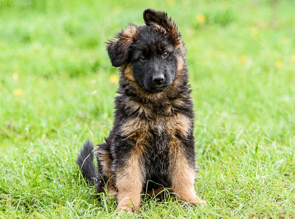 Produktbild: CALVENDO Puzzle Sch&auml;ferhund - Welpe H&uuml;ndin | 2000 Teile Lege-Gr&ouml;&szlig;e 90x67cm Foto-Puzzle f&uuml;r gl&uuml;ckliche Stunden