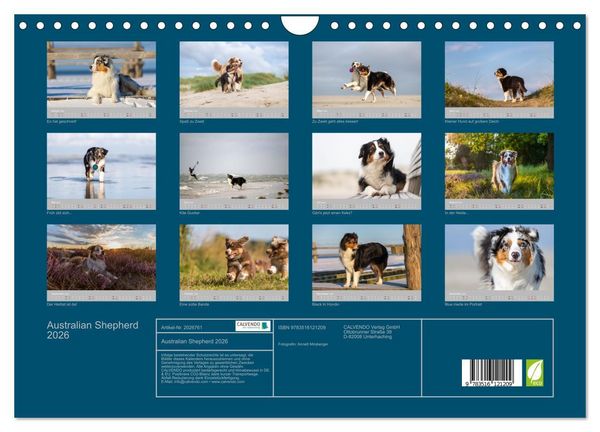 Produktbild: Australian Shepherd 2026 (Wandkalender 2026 DIN A4 quer), CALVENDO Monatskalender