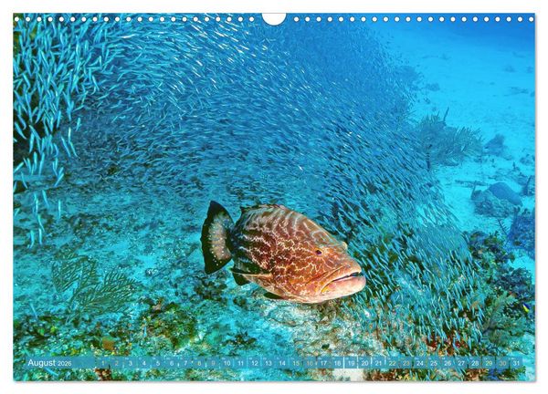 Produktbild: Tauchen: Wunderbares tiefblaues Meer (Wandkalender 2026 DIN A3 quer), CALVENDO Monatskalender