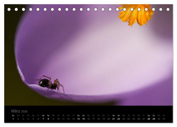 Produktbild: Natur im Detail (Tischkalender 2026 DIN A5 quer), CALVENDO Monatskalender