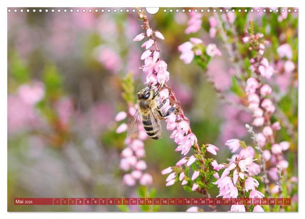 Produktbild: Naturpark Niederlausitzer Heidelandschaft - Heidebl&uuml;te (Wandkalender 2026 DIN A3 quer), CALVENDO Monatskalender
