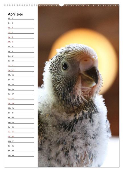 Produktbild: WELLENSITTICHE - S&uuml;&szlig;e Wellis (Wandkalender 2026 DIN A2 hoch), CALVENDO Monatskalender