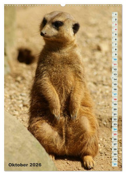 Produktbild: Erdm&auml;nnchen-Meerkats-Surikate (Wandkalender 2026 DIN A2 hoch), CALVENDO Monatskalender