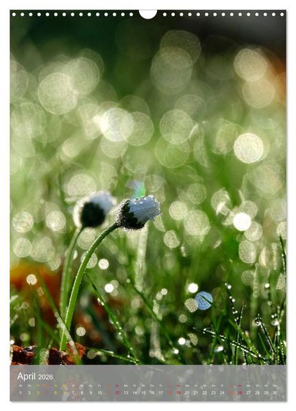 Produktbild: Mit Bokeh-Fotografie durch das Jahr (Wandkalender 2026 DIN A3 hoch), CALVENDO Monatskalender
