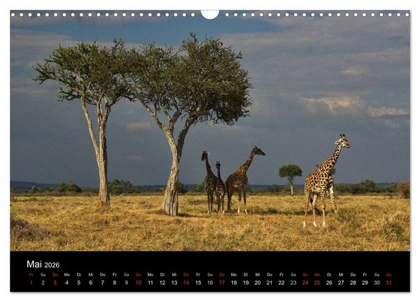 Produktbild: GIRAFFEN - Liebliche Riesen der afrikanischen Savanne (Wandkalender 2026 DIN A3 quer), CALVENDO Monatskalender