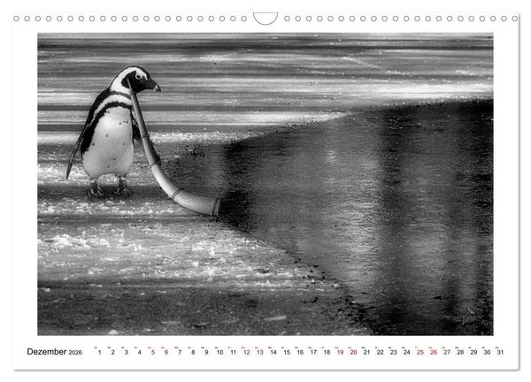 Produktbild: Pinguine privat (Wandkalender 2026 DIN A3 quer), CALVENDO Monatskalender