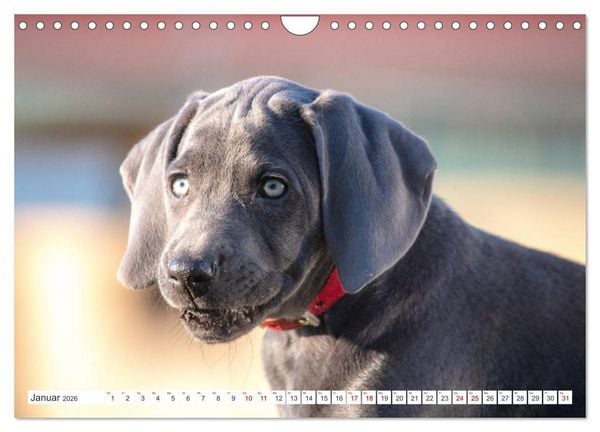 Produktbild: Weimaraner-Labrador (Wandkalender 2026 DIN A4 quer), CALVENDO Monatskalender