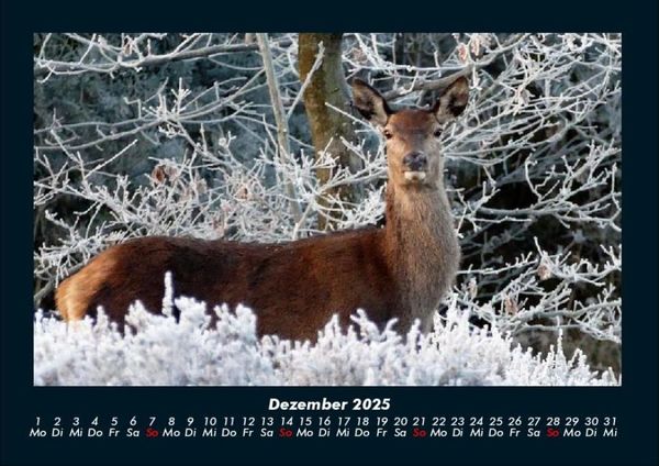 Produktbild: Waldbewohner 2025 Fotokalender DIN A4
