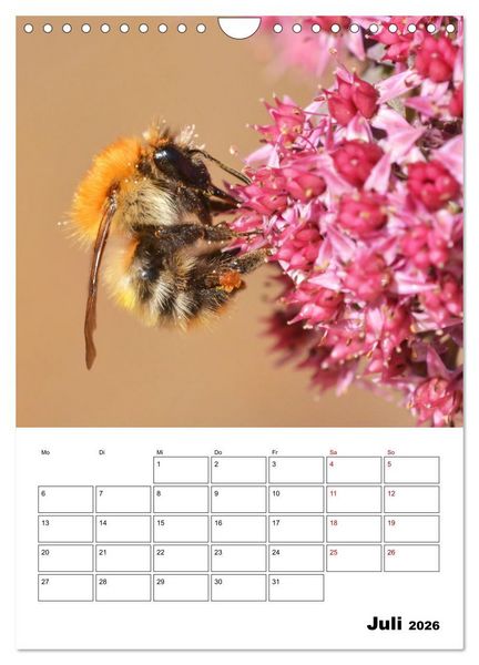 Produktbild: Hummeln und Bienen Terminplaner (Wandkalender 2026 DIN A4 hoch), CALVENDO Monatskalender