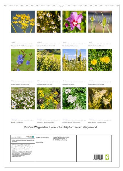 Produktbild: Sch&ouml;ne Wegwarten. Heimische Heilpflanzen am Wegesrand (Wandkalender 2026 DIN A2 hoch), CALVENDO Monatskalender