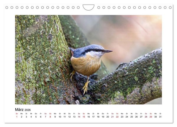 Produktbild: Flinke Kleiber (Wandkalender 2026 DIN A4 quer), CALVENDO Monatskalender