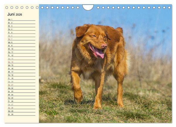 Produktbild: Toll, toll, Toller (Wandkalender 2026 DIN A4 quer), CALVENDO Monatskalender