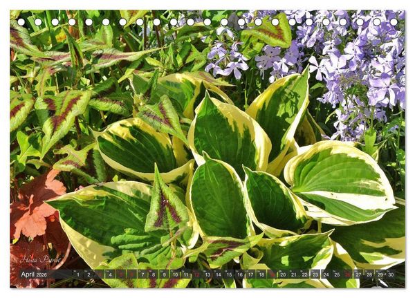 Produktbild: Hosta Staude mit Herz (Tischkalender 2026 DIN A5 quer), CALVENDO Monatskalender