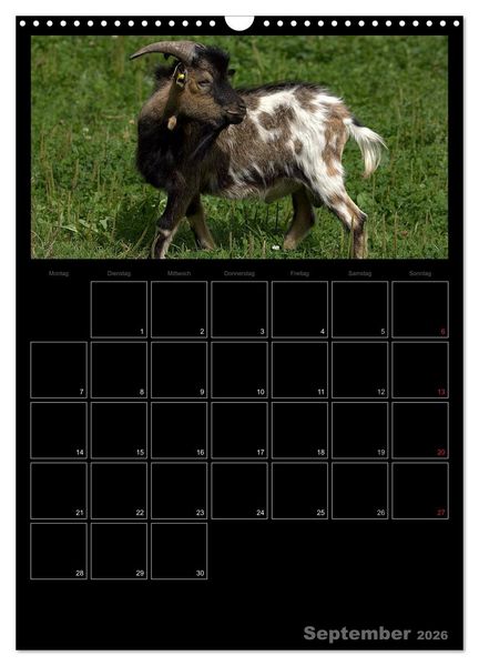 Produktbild: Zwergziegen (Wandkalender 2026 DIN A3 hoch), CALVENDO Monatskalender