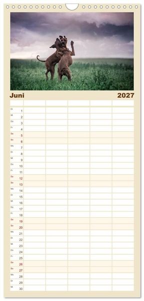 Produktbild: Familienplaner 2027 - Rhodesian Ridgeback - Herzen auf vier Pfoten mit 5 Spalten (Wandkalender, 21 x 45 cm) CALVENDO