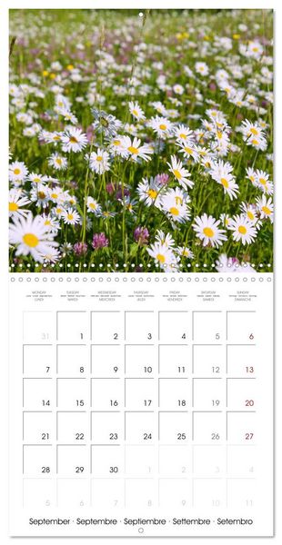 Produktbild: Herbal Haven. Enchanting Healing Plants (Wall Calendar 2026 12 &times; 12 Inch) CALVENDO 12 Month Wall Calendar