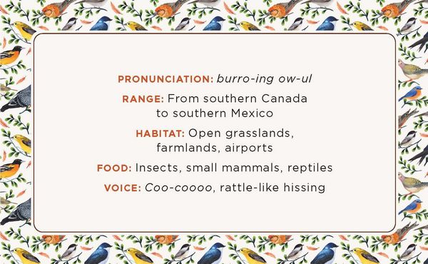 Produktbild: The Beginner Birder's Deck