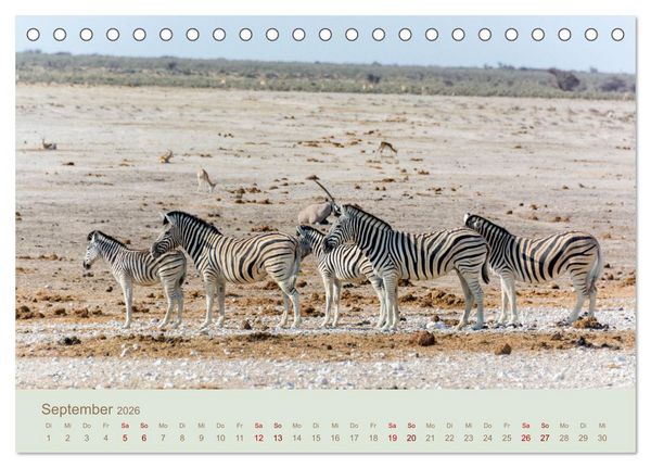 Produktbild: Zebras in Afrika (Tischkalender 2026 DIN A5 quer), CALVENDO Monatskalender