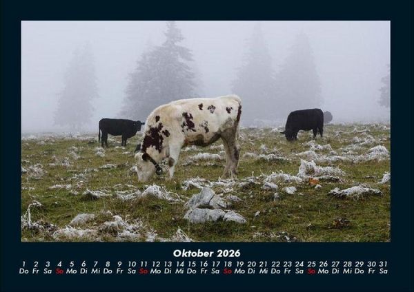 Produktbild: Kuhkalender 2026 Fotokalender DIN A4