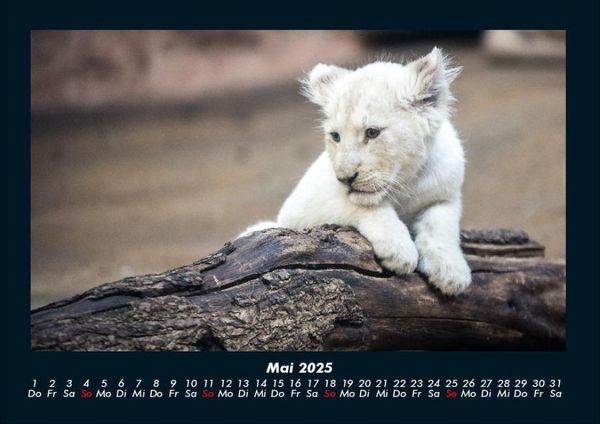 Produktbild: L&ouml;wen in der Wildnis 2025 Fotokalender DIN A4