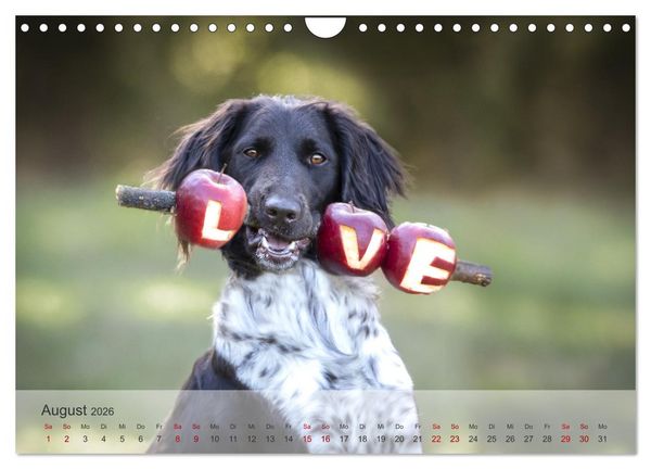 Produktbild: Der kleine M&uuml;nsterl&auml;nder (Wandkalender 2026 DIN A4 quer), CALVENDO Monatskalender