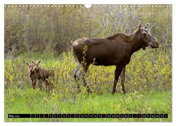 Produktbild: MOOSE Of The Northern Woods (Wall Calendar 2026 DIN A3 landscape), CALVENDO 12 Month Wall Calendar