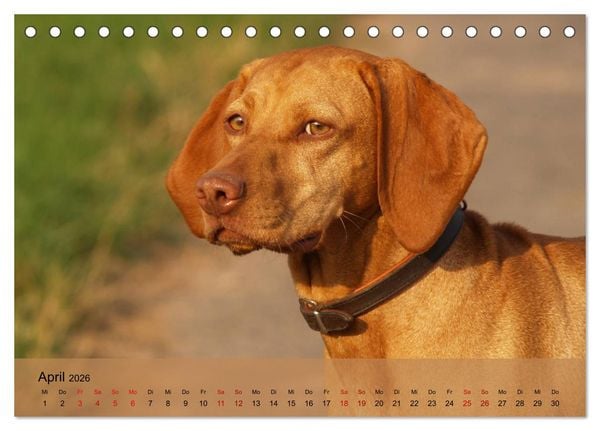 Produktbild: Magyar Vizsla - Ungarischer Vorstehhund (Tischkalender 2026 DIN A5 quer), CALVENDO Monatskalender