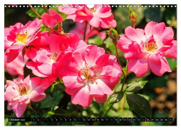 Produktbild: Rosen nat&uuml;rlich sch&ouml;n (Wandkalender 2026 DIN A3 quer), CALVENDO Monatskalender