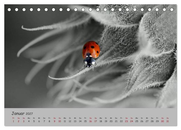 Produktbild: Gl&uuml;cksk&auml;fer (Tischkalender 2027 DIN A5 quer), CALVENDO Monatskalender