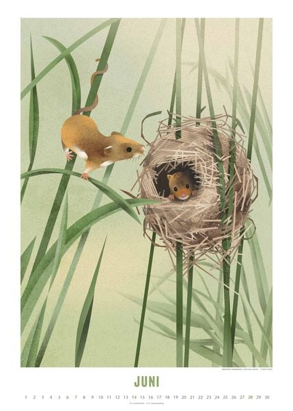 Produktbild: Dieter Braun: Die Welt der Tiere 2026 – Wandkalender – Format 50x70 cm