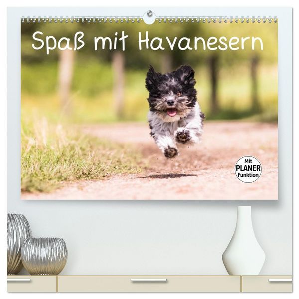 Spaß mit Havanesern (hochwertiger Premium Wandkalender 2026 DIN A2 quer), Kunstdruck in Hochglanz