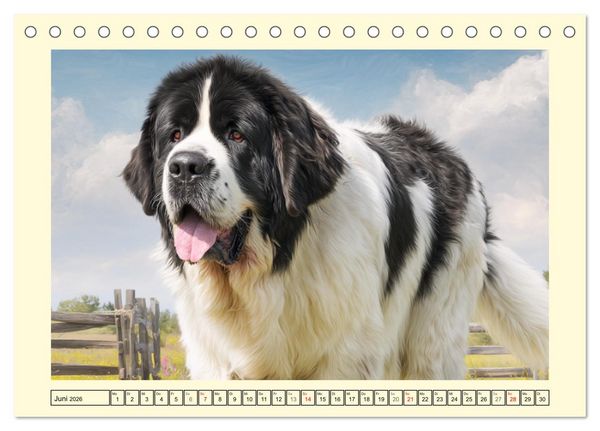 Produktbild: Landseer in der Natur. Majest&auml;tische und sanfte Hundeseelen (Tischkalender 2026 DIN A5 quer), CALVENDO Monatskalender