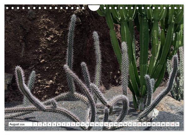Produktbild: Faszination Kakteen (Wandkalender 2026 DIN A4 quer), CALVENDO Monatskalender