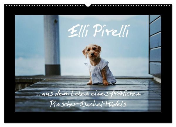 Produktbild: Elli Pirelli... aus dem Leben eines fr&ouml;hlichen Pinscher-Dackel-M&auml;dels (Wandkalender 2026 DIN A2 quer), CALVENDO Monatskalender