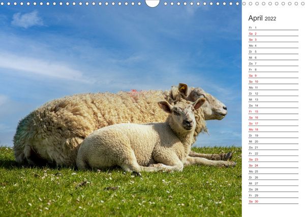 Produktbild: Deichschafe (Wandkalender 2022 DIN A3 quer)