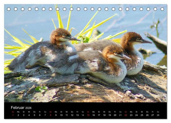Produktbild: Die Kinderstube der Wasserv&ouml;gel (Tischkalender 2026 DIN A5 quer), CALVENDO Monatskalender