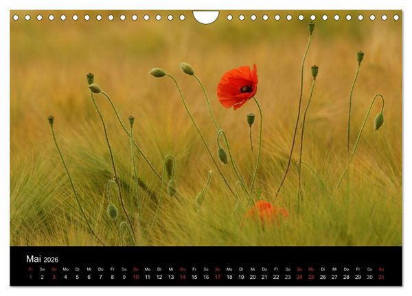 Produktbild: Wilde Bl&uuml;ten-Tr&auml;ume (Wandkalender 2026 DIN A4 quer), CALVENDO Monatskalender