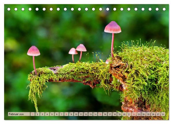 Produktbild: Leise durch den Wald. Sich Zeit nehmen und der Stille lauschen (Tischkalender 2026 DIN A5 quer), CALVENDO Monatskalender
