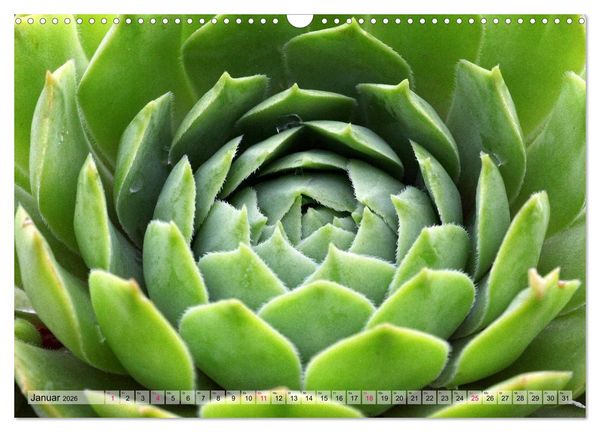 Produktbild: Sempervivum - Hauswurz (Wandkalender 2026 DIN A3 quer), CALVENDO Monatskalender