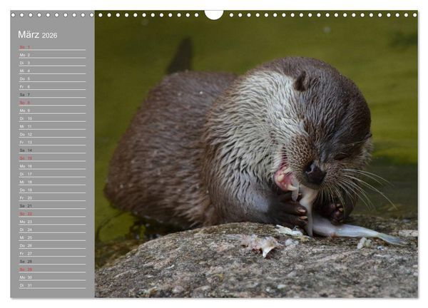 Produktbild: Otter. Frech, laut und clever (Wandkalender 2026 DIN A3 quer), CALVENDO Monatskalender