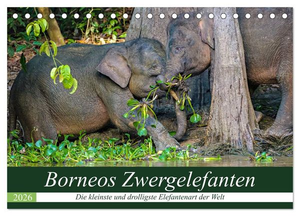 Produktbild: Borneos Zwergelefanten (Tischkalender 2026 DIN A5 quer), CALVENDO Monatskalender