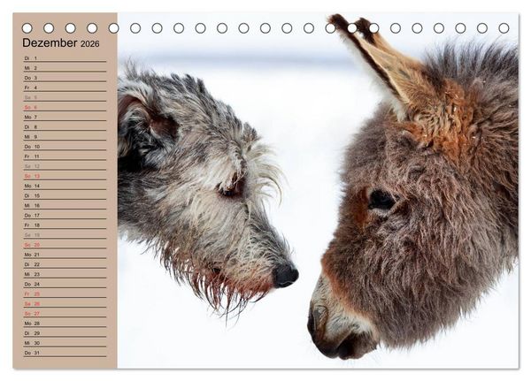 Produktbild: Das Esel-Paradies - Hunde und andere Feunde (Tischkalender 2026 DIN A5 quer), CALVENDO Monatskalender