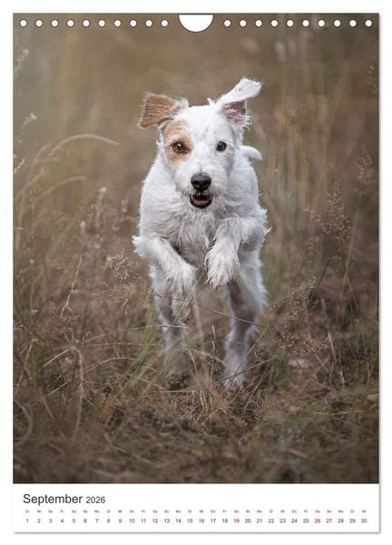 Produktbild: Hunde - Unsere treuen Wegbegleiter. (Wandkalender 2026 DIN A4 hoch), CALVENDO Monatskalender