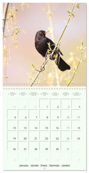 Produktbild: La parade des plumes (Calendrier mural carr&eacute; 2026 30x30 cm) Calendrier double avec une page pour vos prises de notes