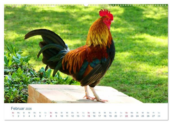Produktbild: Tierisches Leben auf dem Bauernhof 2026 (Wandkalender 2026 DIN A2 quer), CALVENDO Monatskalender