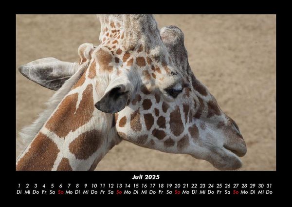 Produktbild: Giraffen 2025 Fotokalender DIN A3