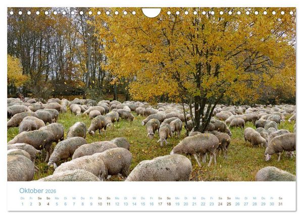 Produktbild: Mit Schafen durch das Jahr (Wandkalender 2026 DIN A4 quer), CALVENDO Monatskalender