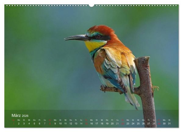 Produktbild: Europ&auml;ische Bienenfresser (Wandkalender 2026 DIN A2 quer), CALVENDO Monatskalender