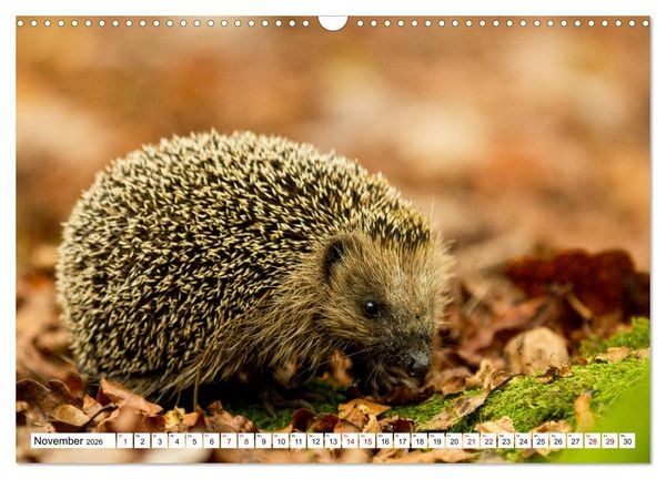 Produktbild: Waldtiere (Wandkalender 2026 DIN A3 quer), CALVENDO Monatskalender